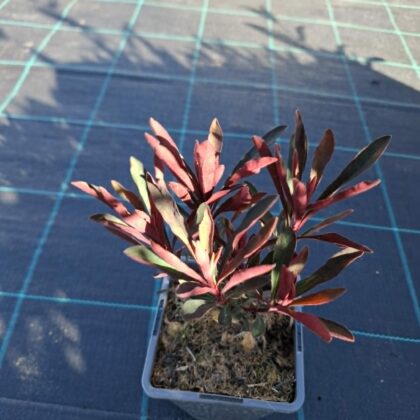 Kutyatej – Euphorbia ‘Miner’s Merlot’