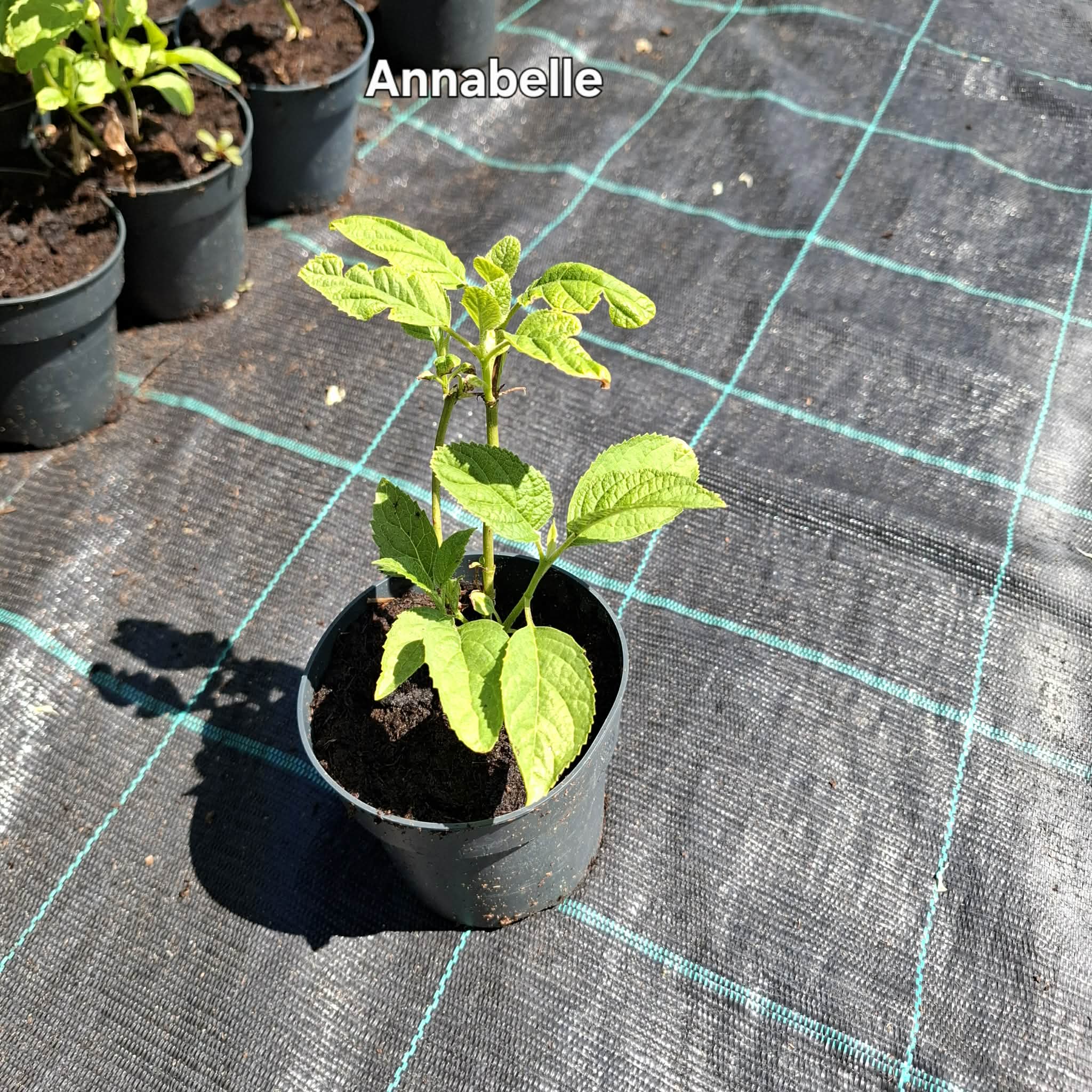 Annabelle-Cserjés hortenzia - Image 2