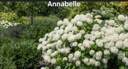 Annabelle-Cserjés hortenzia K2