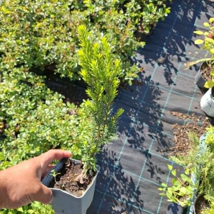 Oszlopos tiszafa-Taxus baccata 'Fastigiata'