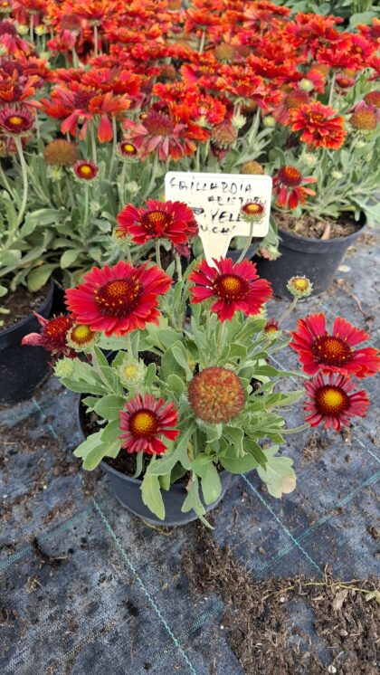 Kokárdavirág-Gaillardia