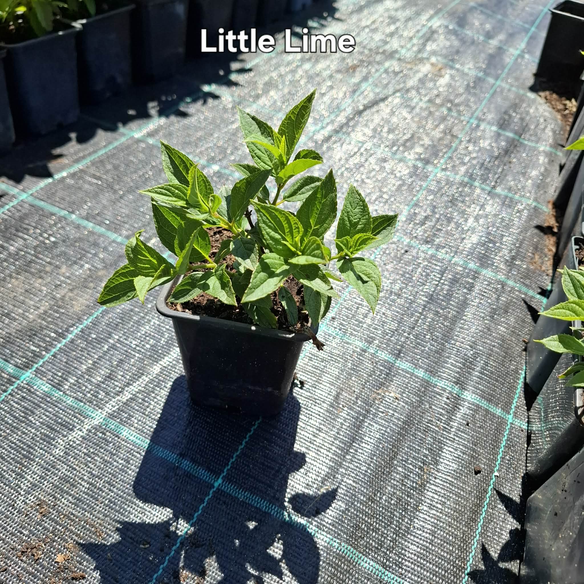 Little lime-Bugás Hortenzia - Image 2
