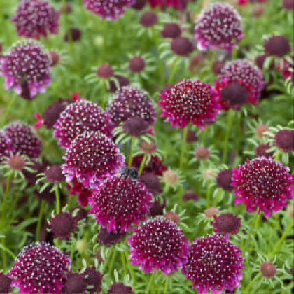 Ördögszem-Scabiosa Barocca