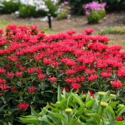 Méhbalzsam-Monarda 'Bee Happy'