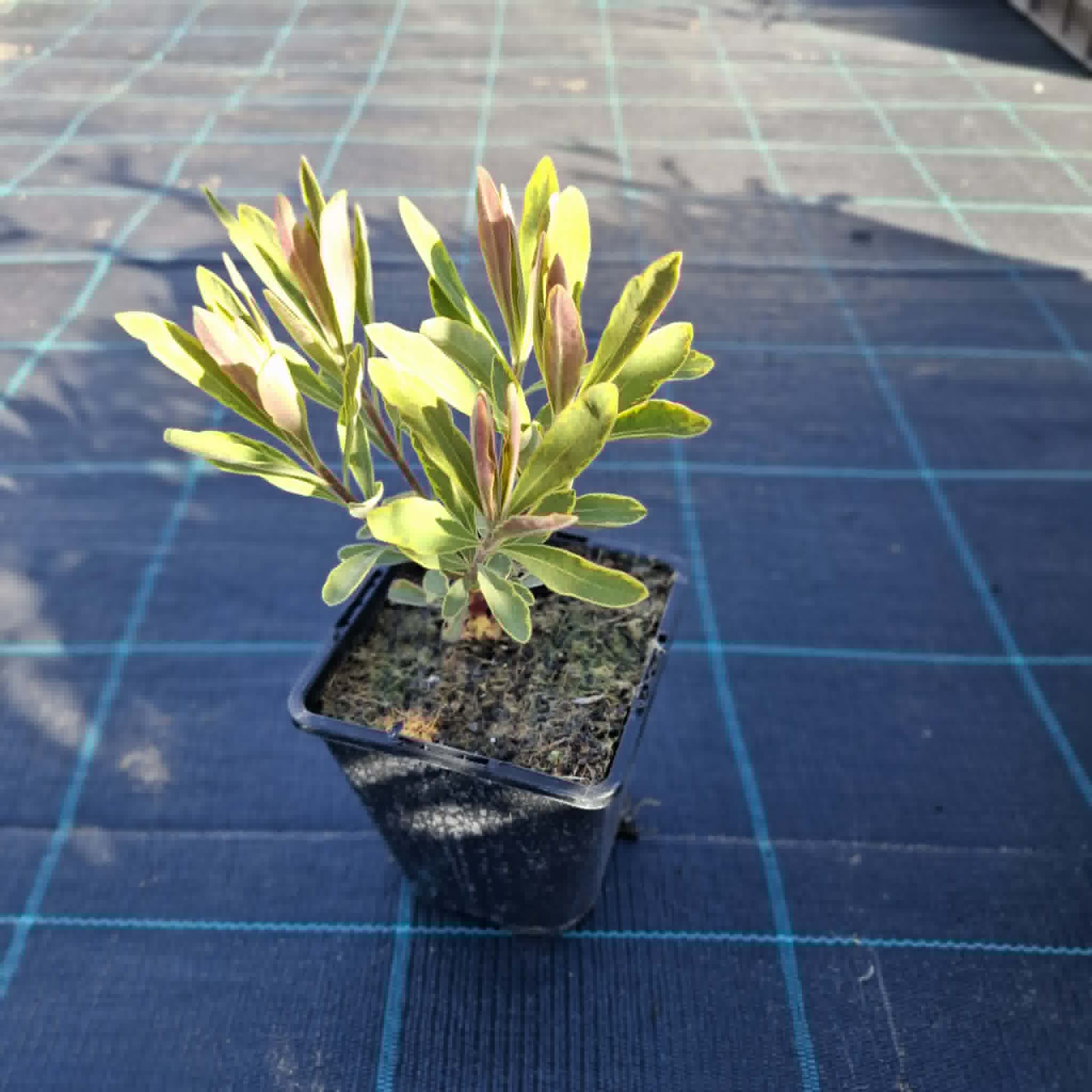 Tarka kutyatej-Euphorbia martinii "Ascot Rainbow " - Image 2