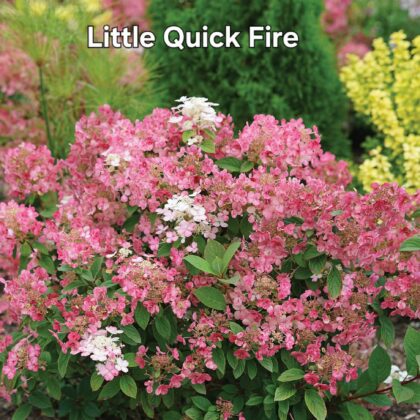 Little Quick Fire-Bugás hortenzia