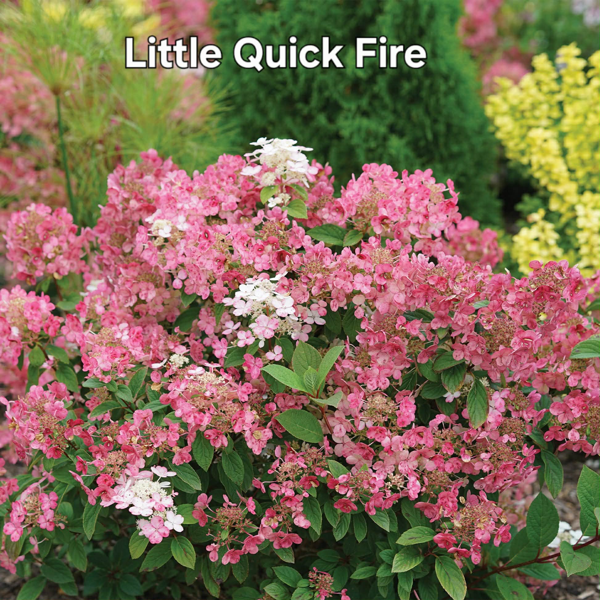 Little Quick Fire-Bugás hortenzia