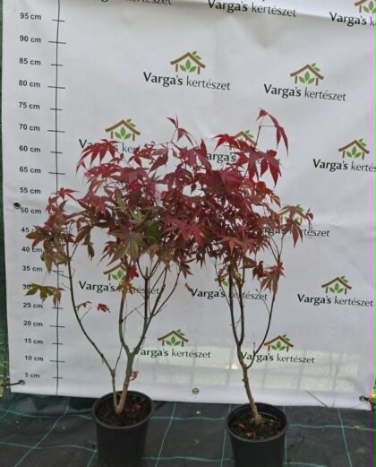Japán juhar-Acer palmatum 'Atropurpureum'