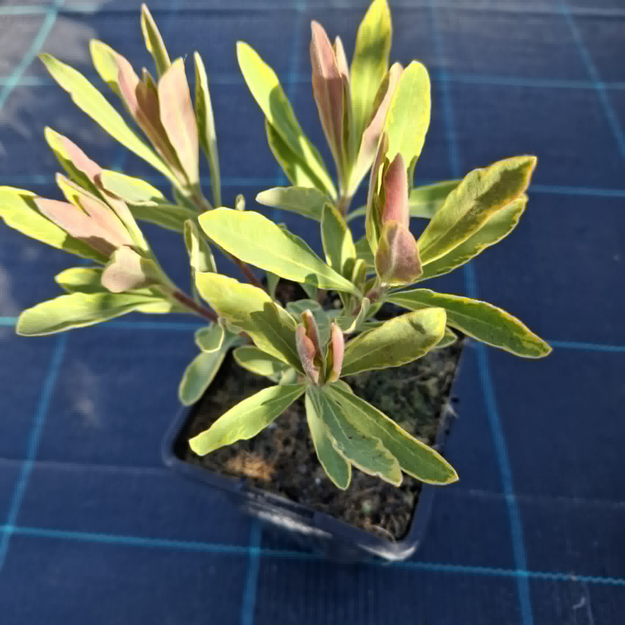 Tarka kutyatej-Euphorbia martinii "Ascot Rainbow "
