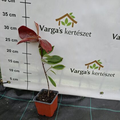 Korallberkenye-Photinia × fraseri 'Red Robin