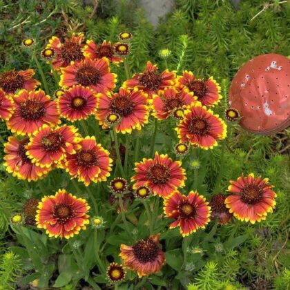 Kokárdavirág-Gaillardia