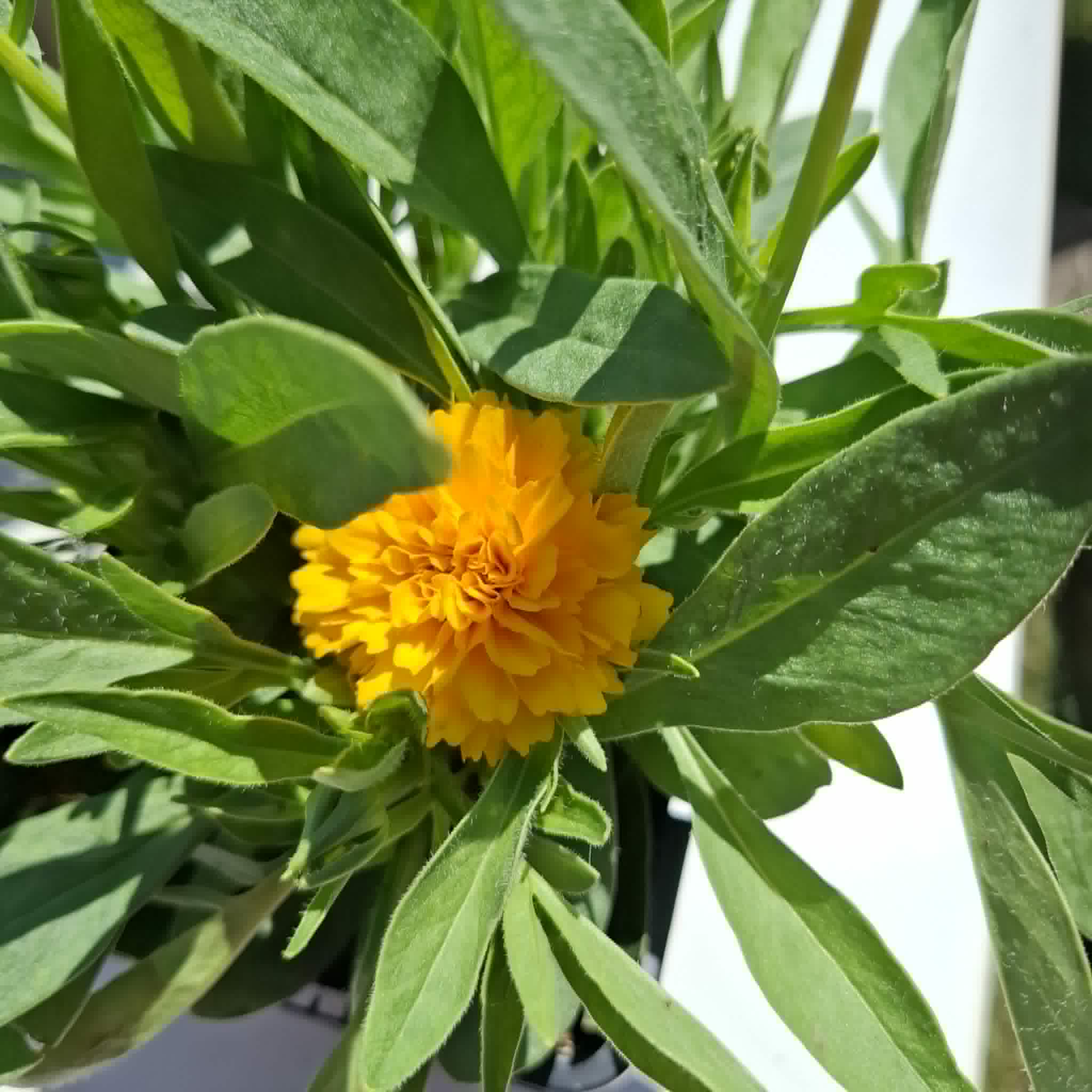 Menyecskeszem-Coreopsis grandiflora'golden sphere'