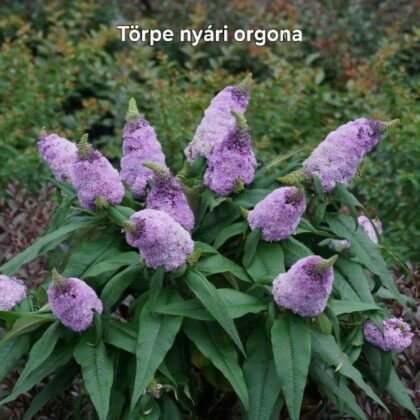 Törpe nyári orgona