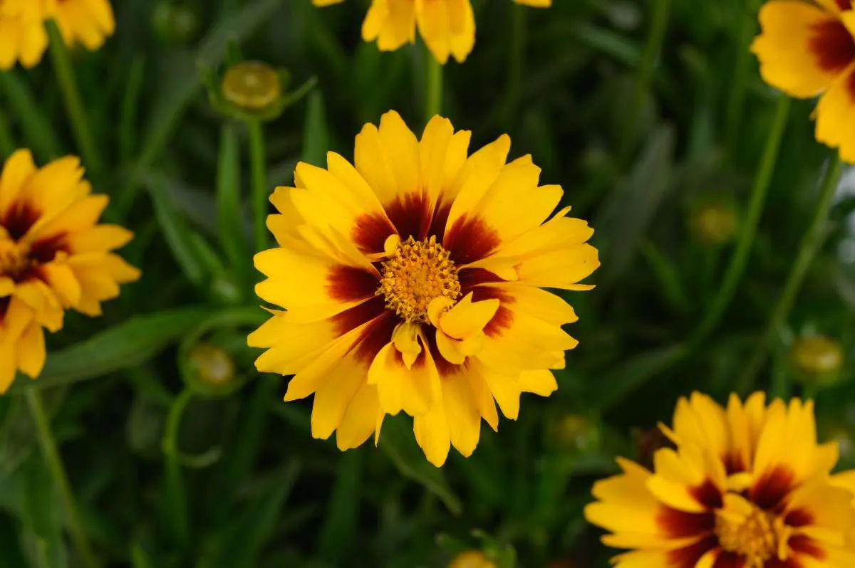Menyecskeszem-Solanna Sunset Burst