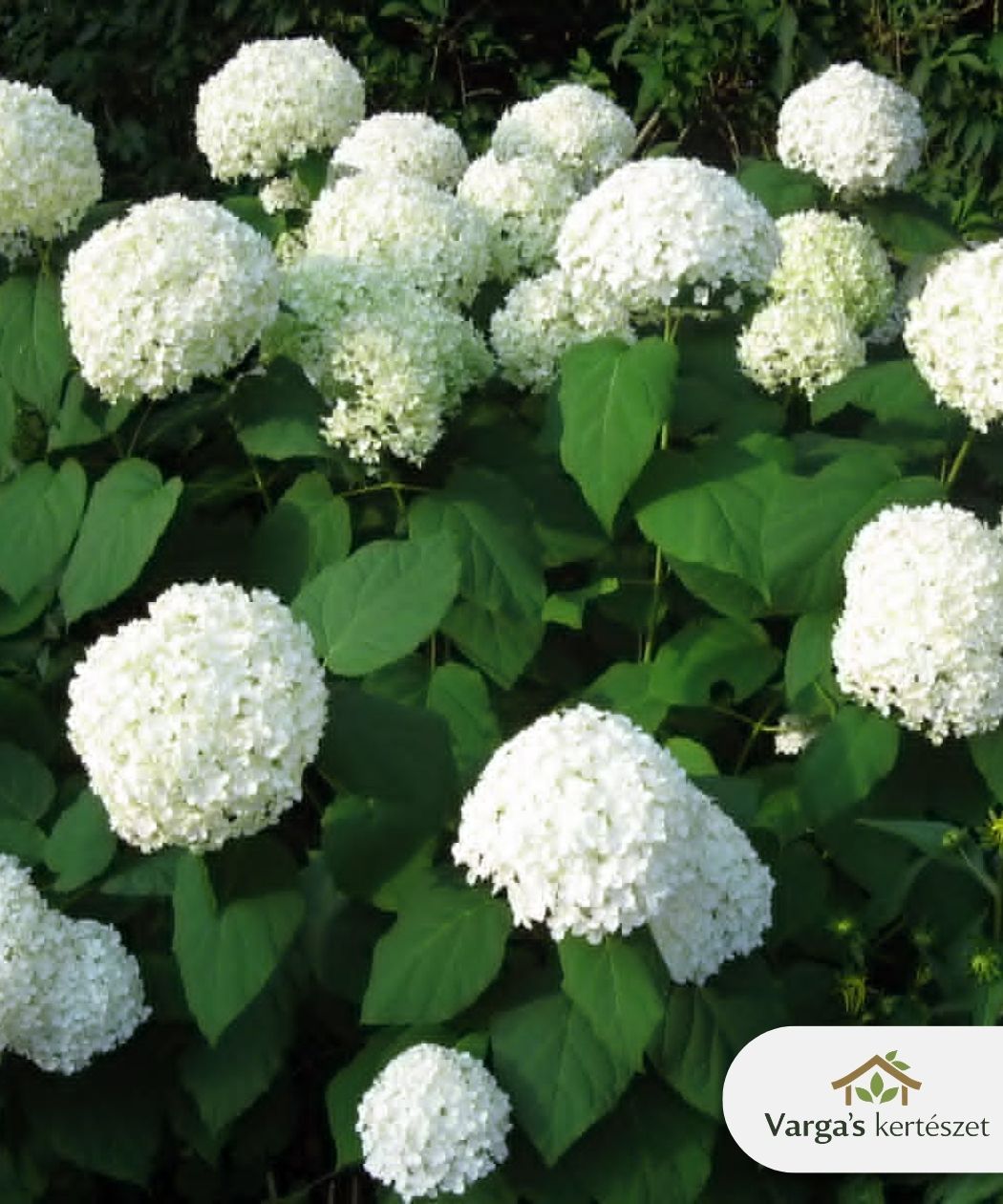 Cserjés hortenzia 'Annabelle'
