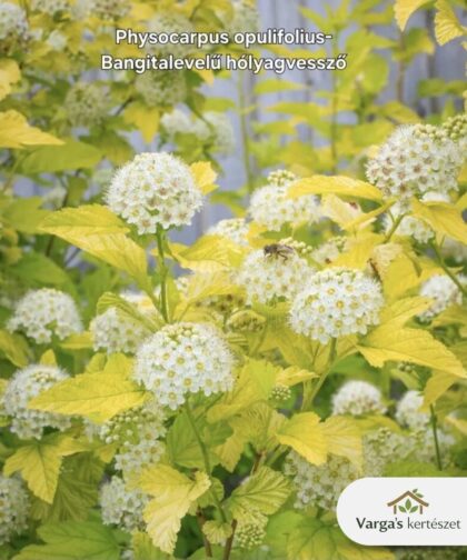 Bangitalevelű hólyagvessző 'Luteus'