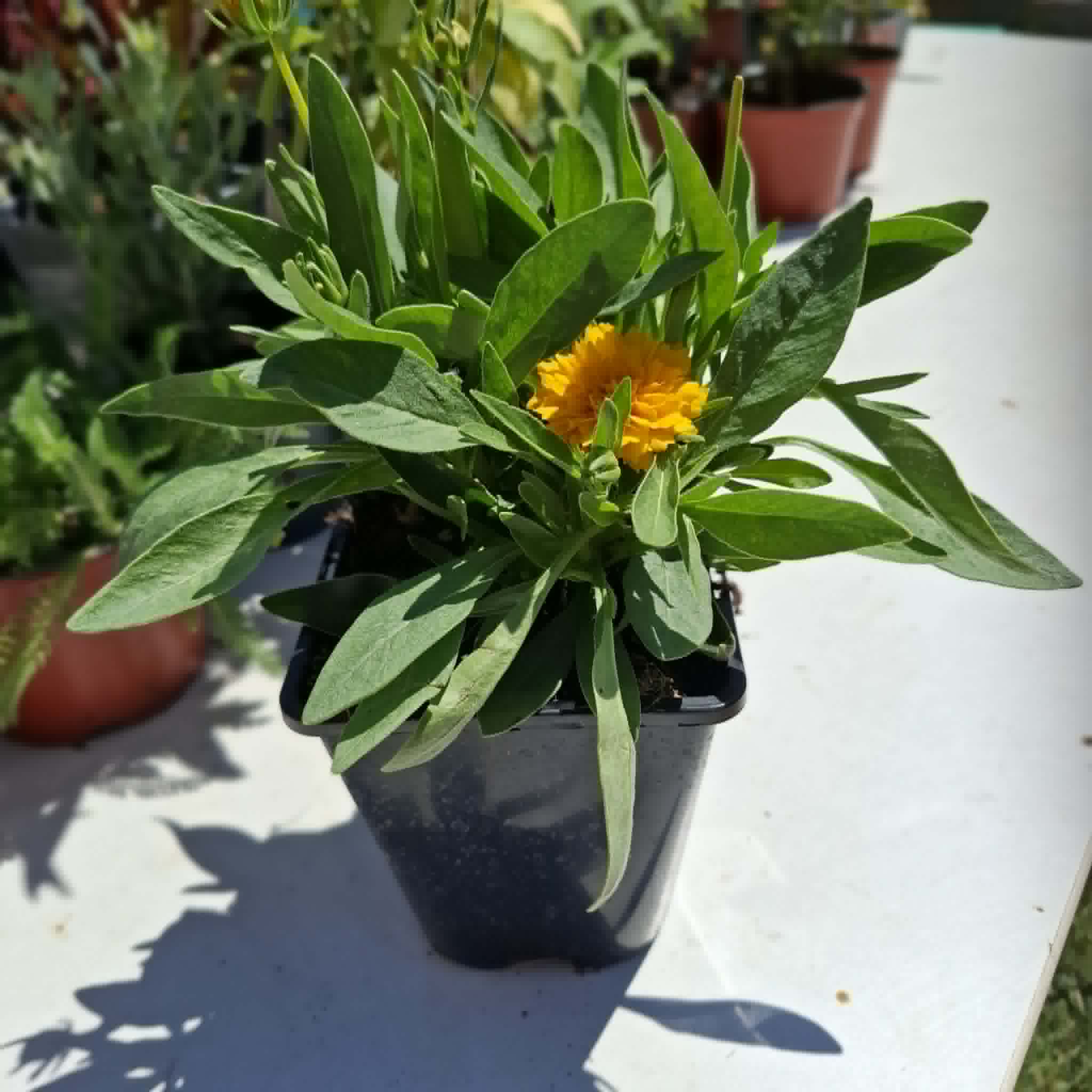 Menyecskeszem-Coreopsis grandiflora'golden sphere' - Image 2