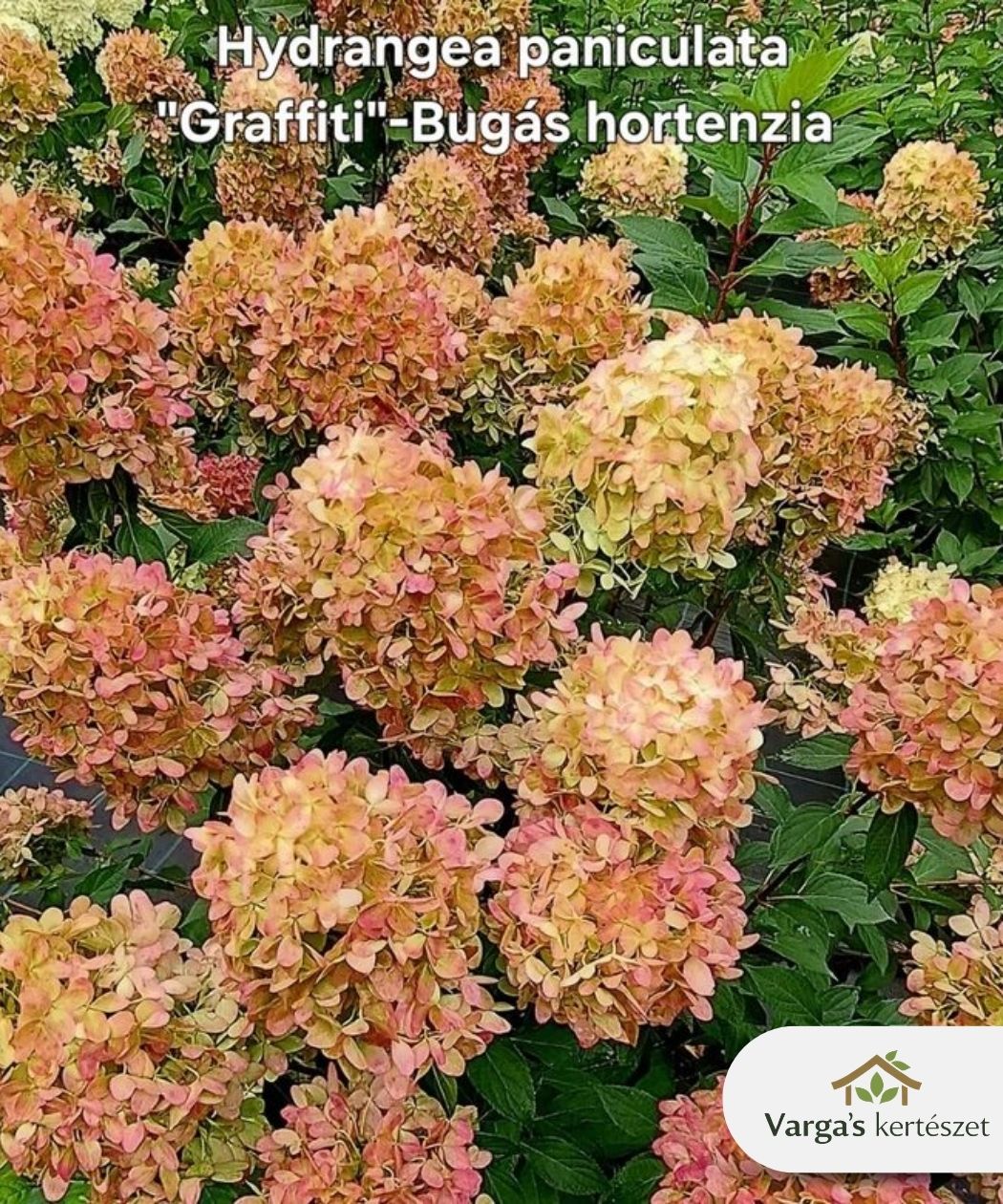 Bugás hortenzia 'Graffiti'
