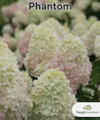 Bugás hortenzia-Hydrangea paniculata 'Phantom'