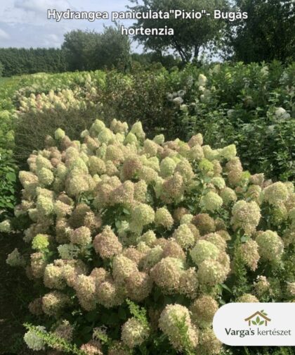Bugás hortenzia 'Pixio'