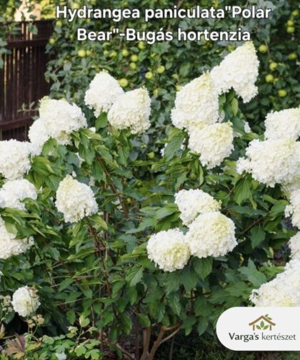 Bugás hortenzia 'Polar Bear'