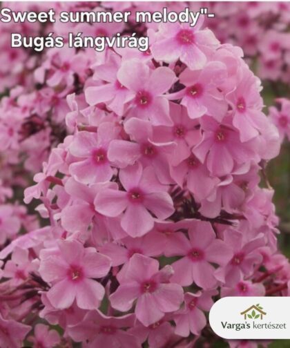 Bugás lángvirág 'Sweet Summer Melody'
