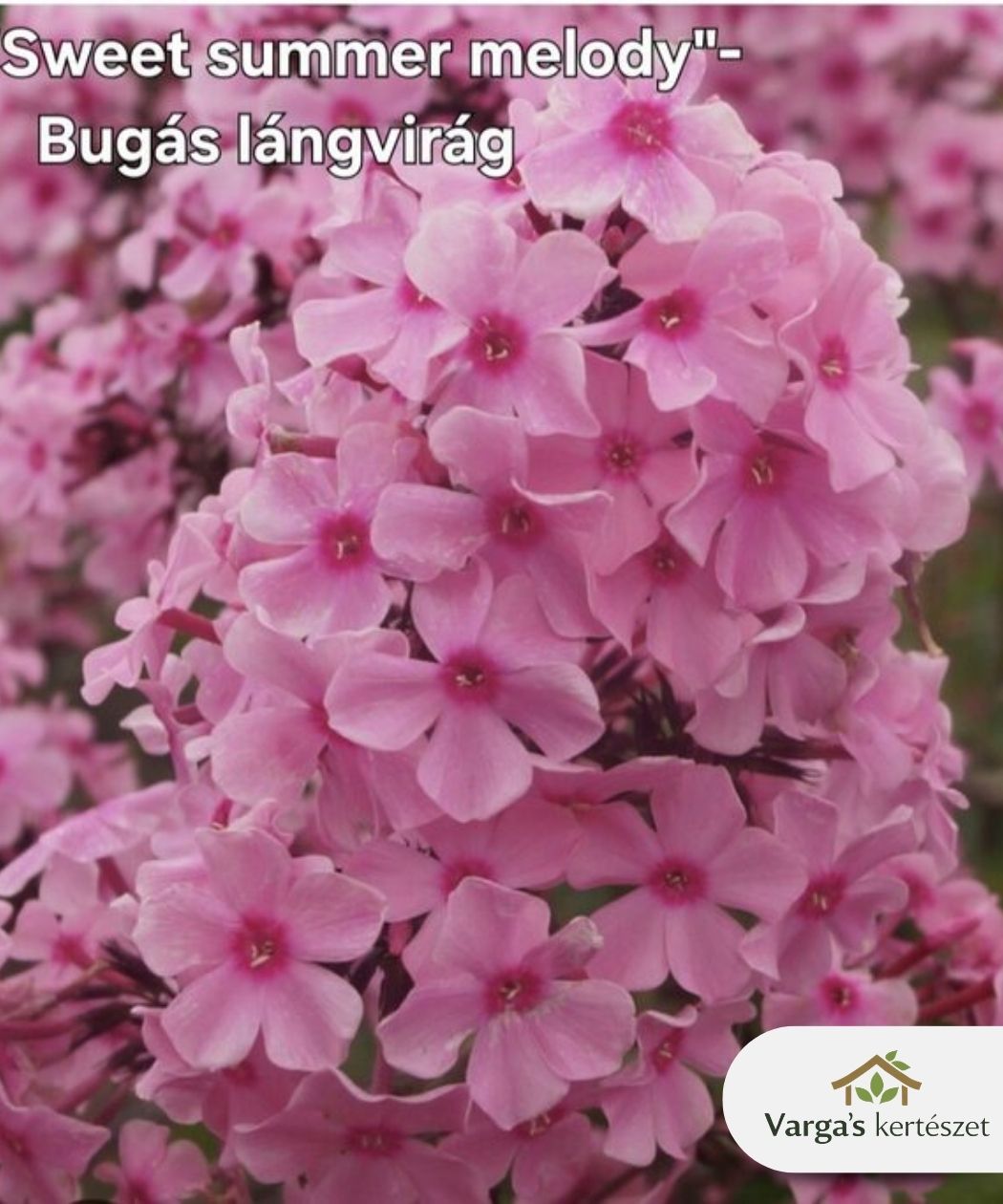 Bugás lángvirág 'Sweet Summer Melody'