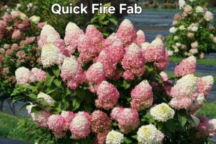 Quick Fire Fab-Bugás hortenzia