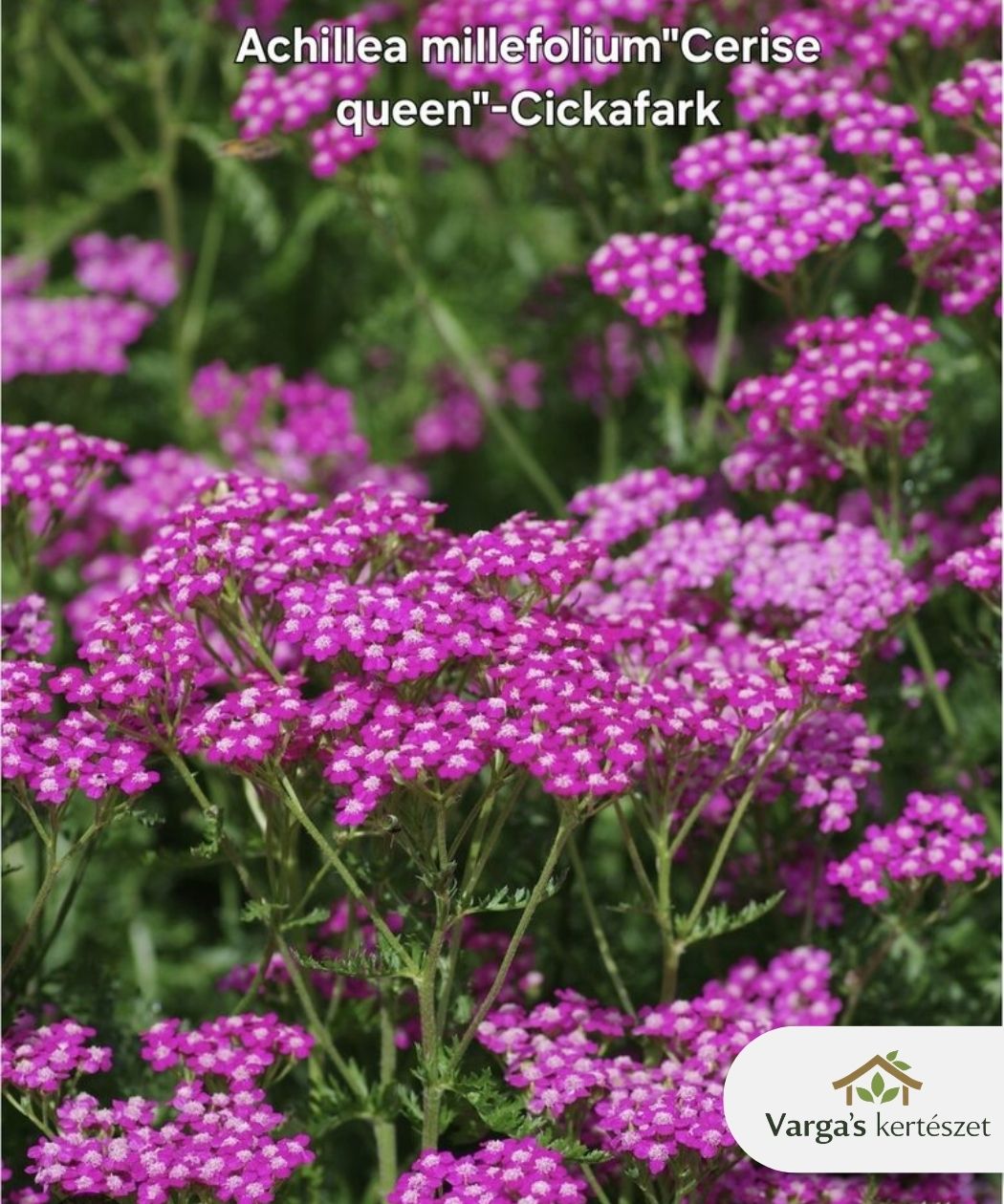 Közönséges cickafark 'Cerise Queen'