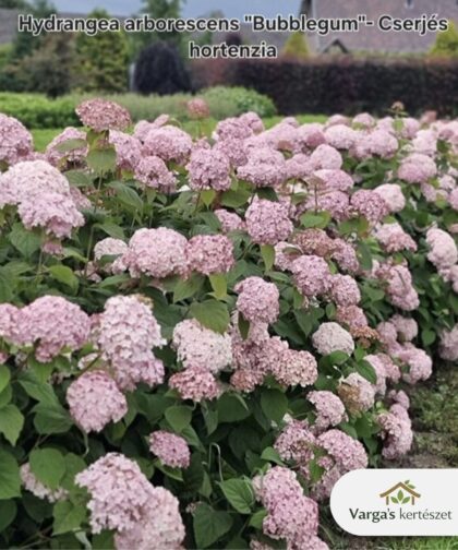 Cserjés hortenzia 'Bubblegum'