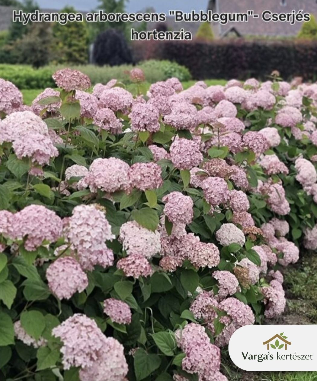 Cserjés hortenzia 'Bubblegum'