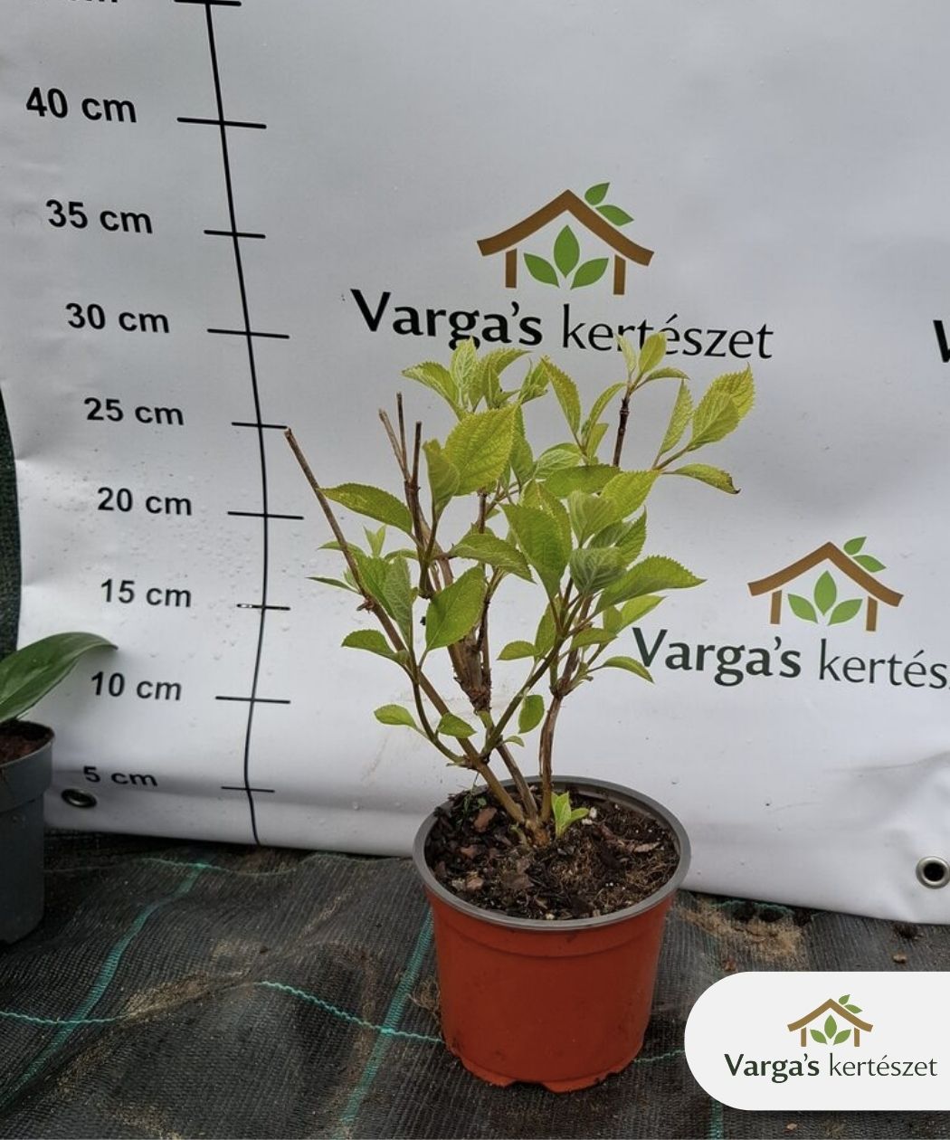 Cserjés hortenzia 'Bubblegum' - Image 2
