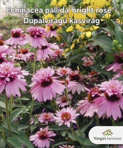Duplavirágú kasvirág