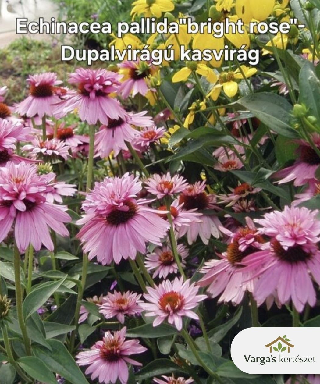 Duplavirágú kasvirág