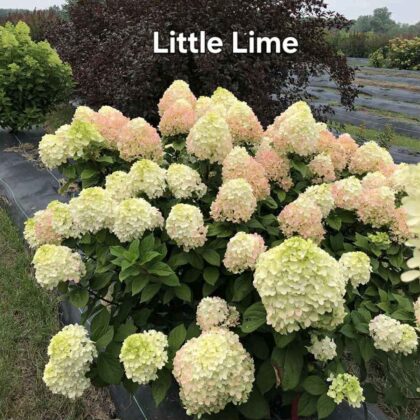Little lime-Bugás Hortenzia