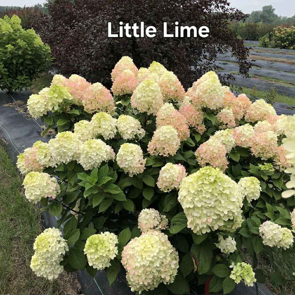 Little lime-Bugás Hortenzia