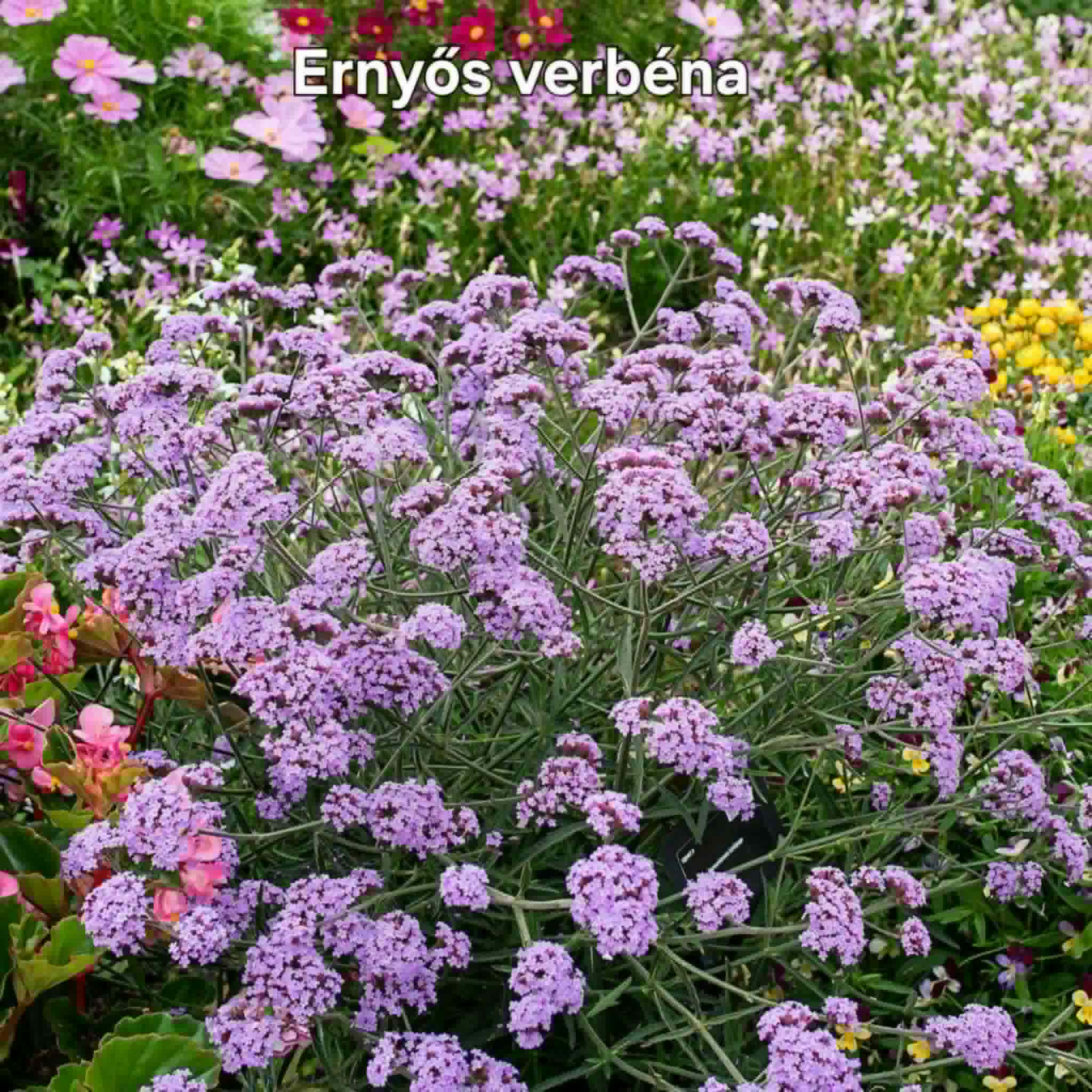 Évelő csomag 12db - Image 9