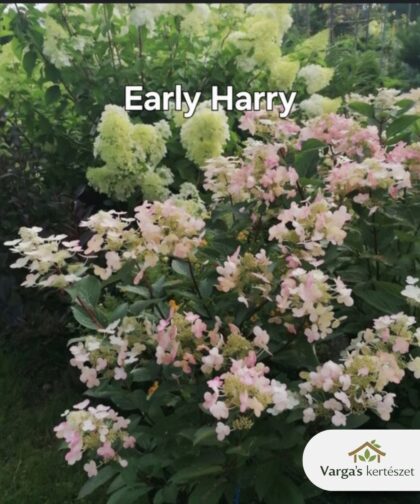 Bugás hortenzia 'Early Harry'