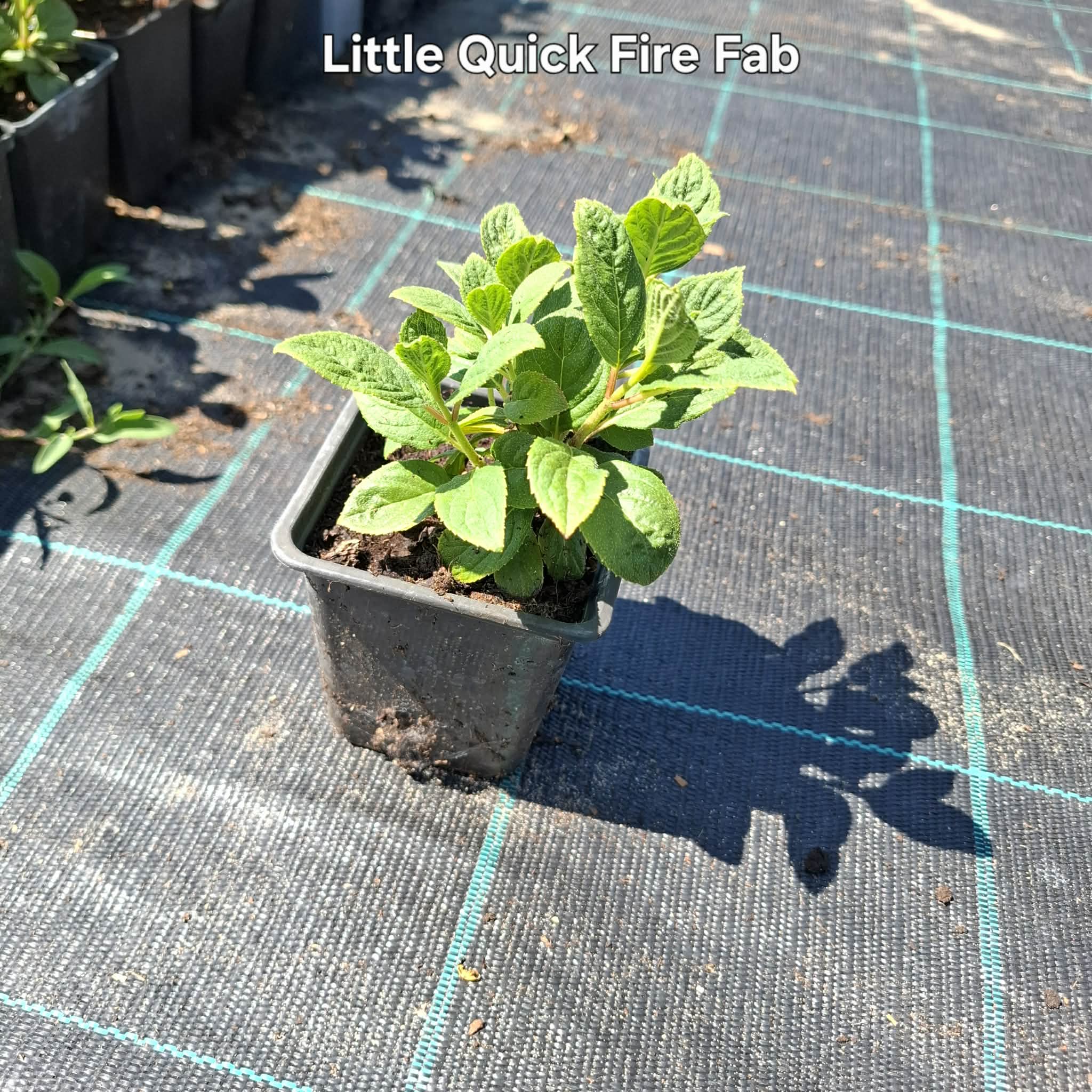 Little Quick Fire-Bugás hortenzia - Image 2