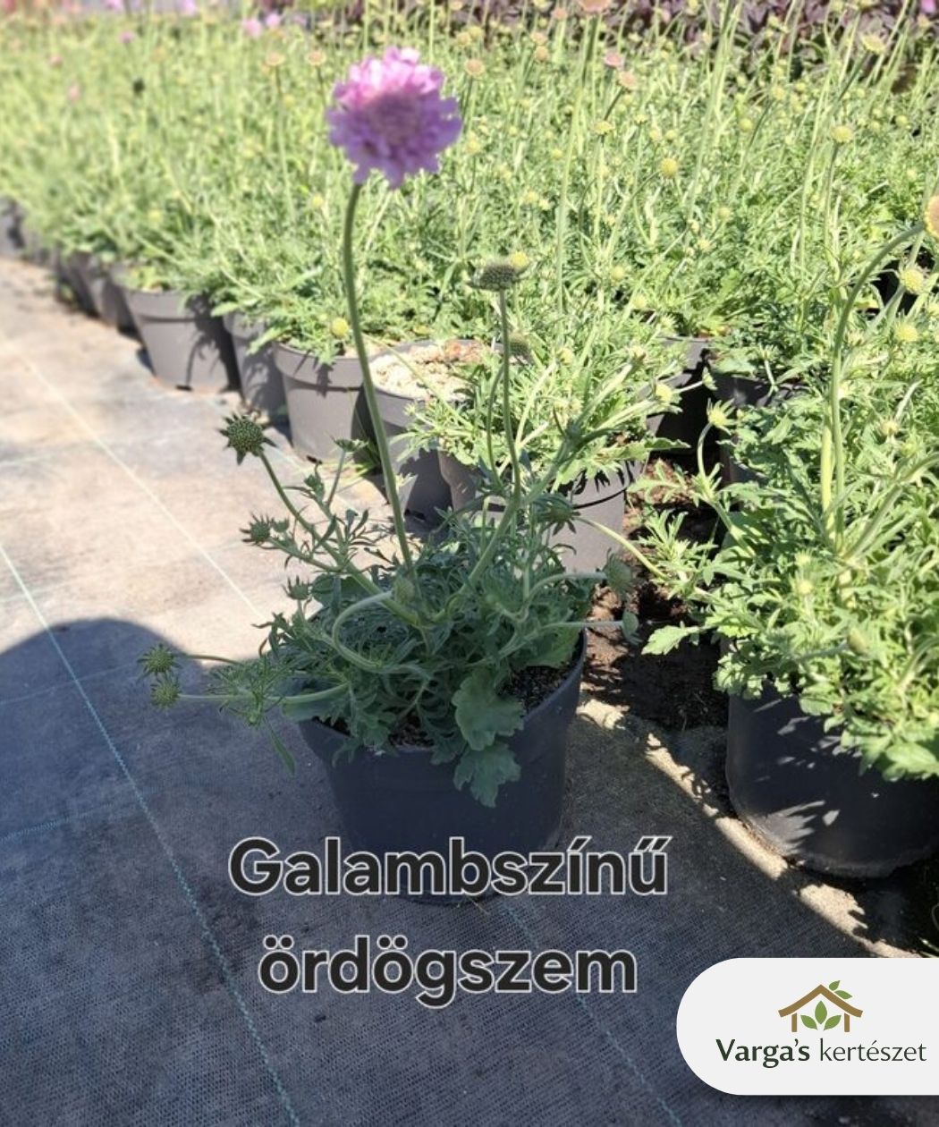 Lila évelő ördögszem