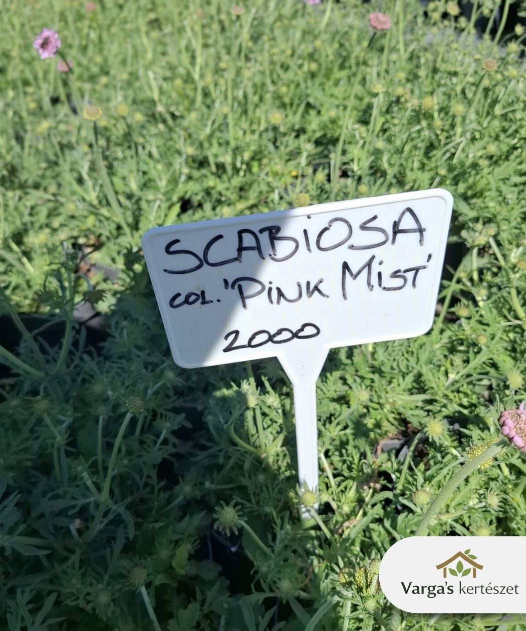 Lila évelő ördögszem - Image 2