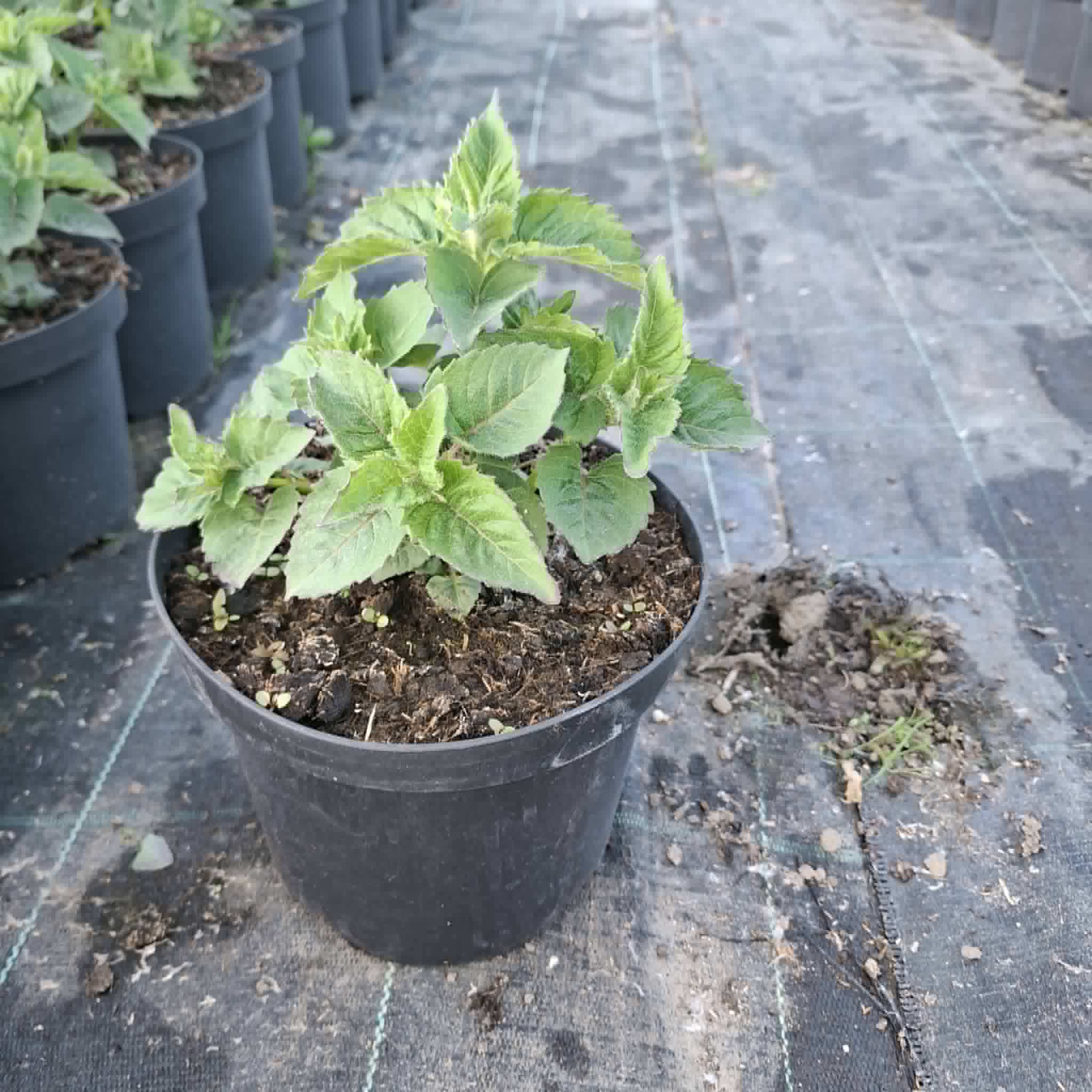 Méhbalzsam-Monarda 'Bee Happy' - Image 2