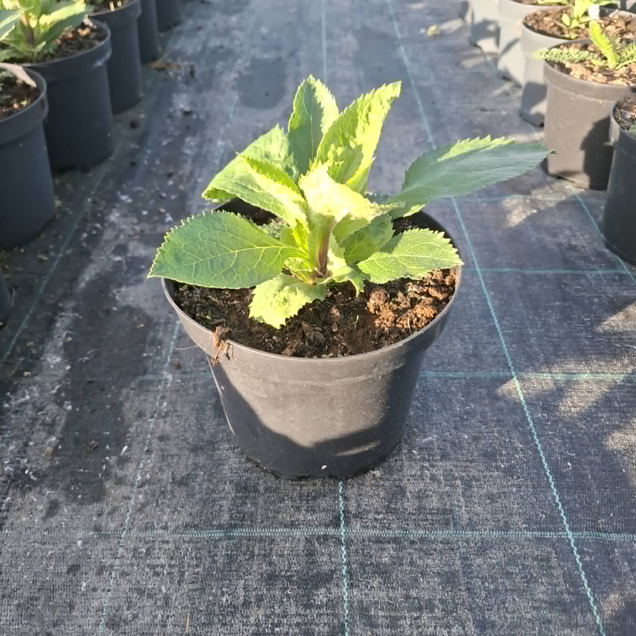 Kokárdavirág-Gaillardia - Image 2