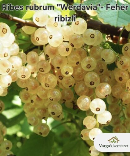 Fehér ribizli