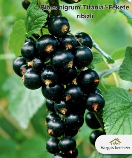 Fekete ribizli 'Titania'