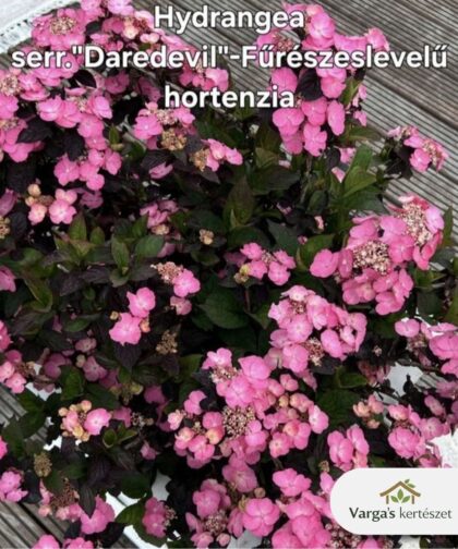 Fűrészeslevelű hortenzia 'Daredevil'