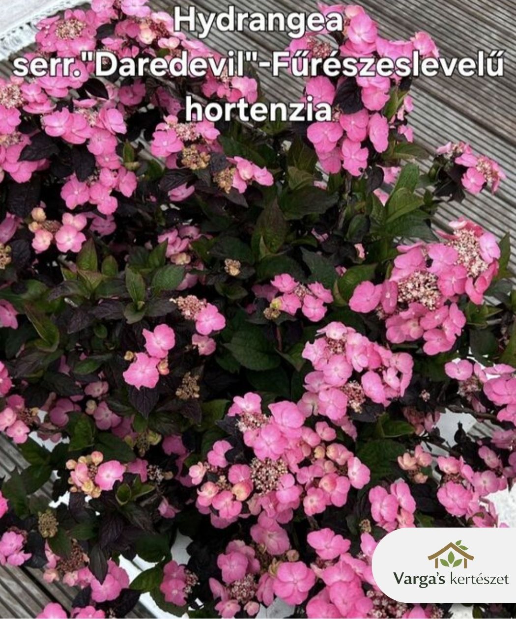 Fűrészeslevelű hortenzia 'Daredevil'