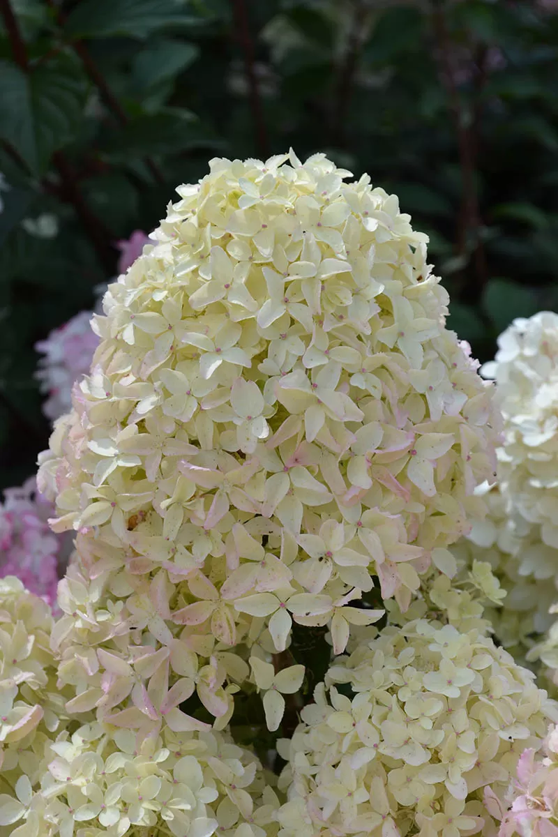 Bugás hortenzia-Whitelight(Hydrangea paniculata)