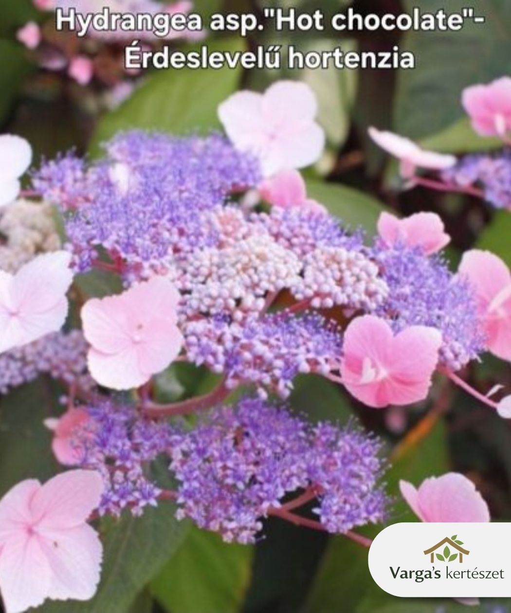 Fűrészeslevelű hortenzia 'Hot Chocolate'