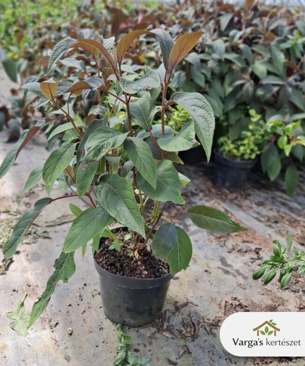 Fűrészeslevelű hortenzia 'Hot Chocolate' - Image 2